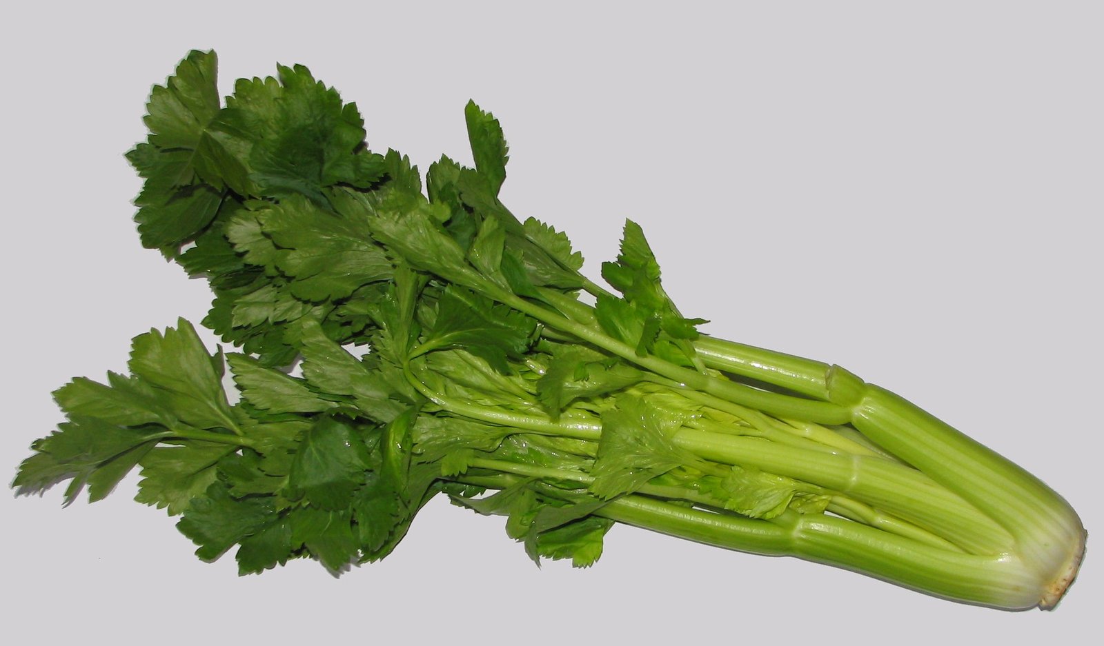 Seledri (Apium graveolens L.)