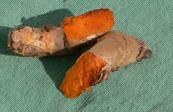Kunyit atau kunir (Curcuma longa Linn. syn. Curcuma domestica Val.)