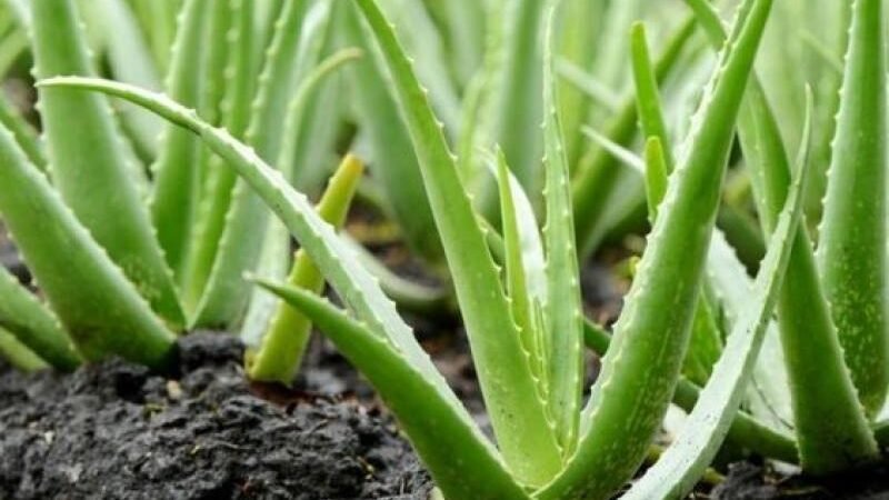Lidah buaya (Aloe vera)