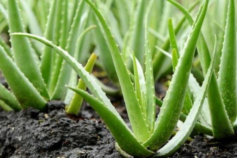 Lidah buaya (Aloe vera)