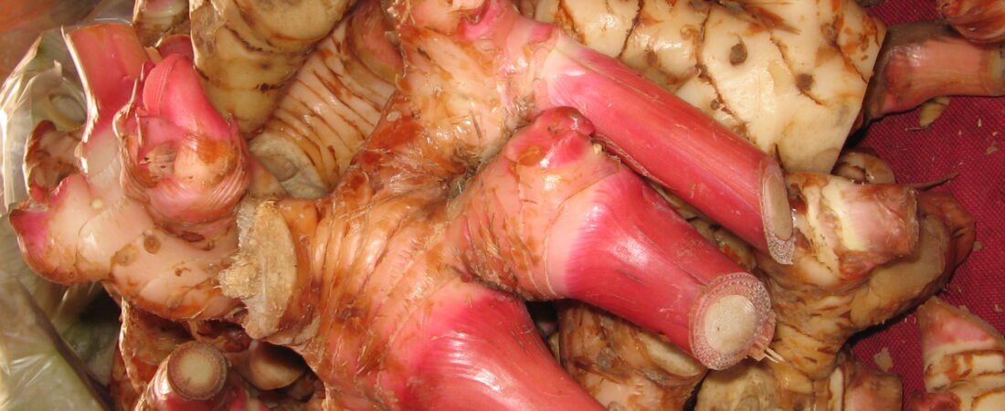 laos atau Lengkuas (Alpinia galanga)