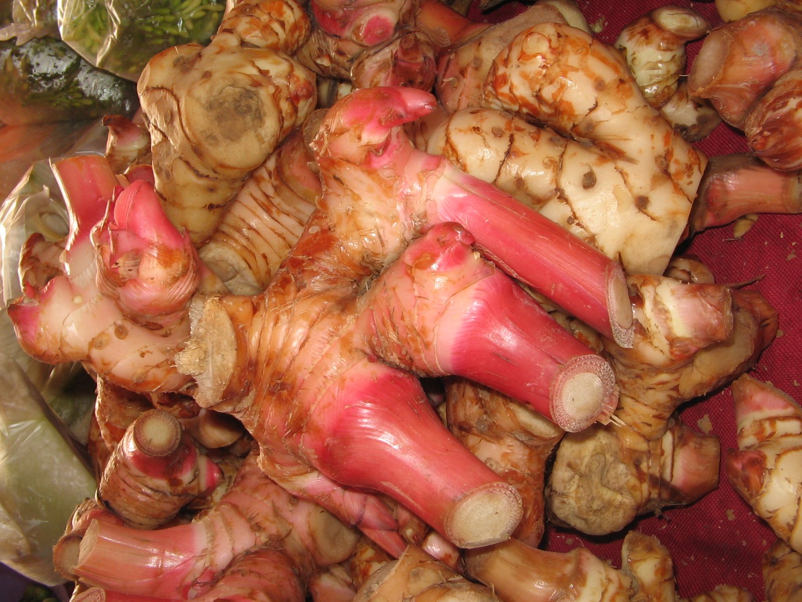 laos atau Lengkuas (Alpinia galanga)