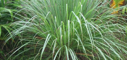 Cymbopogon atau Serai