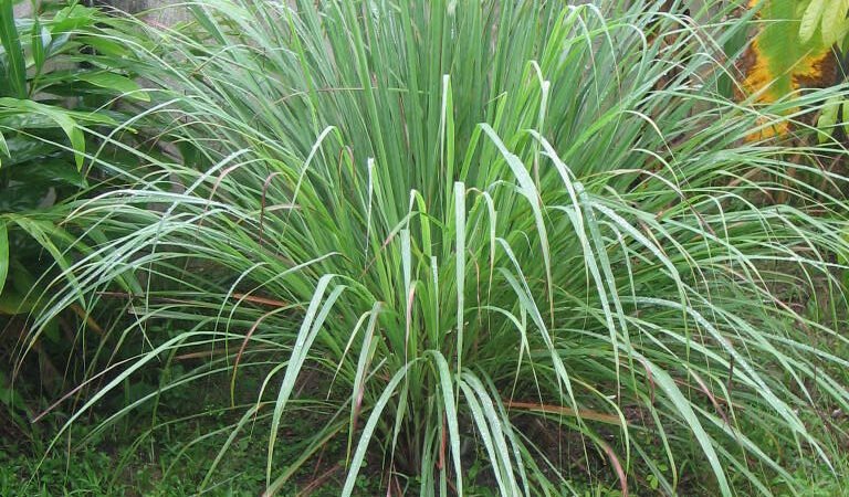 Cymbopogon atau Serai
