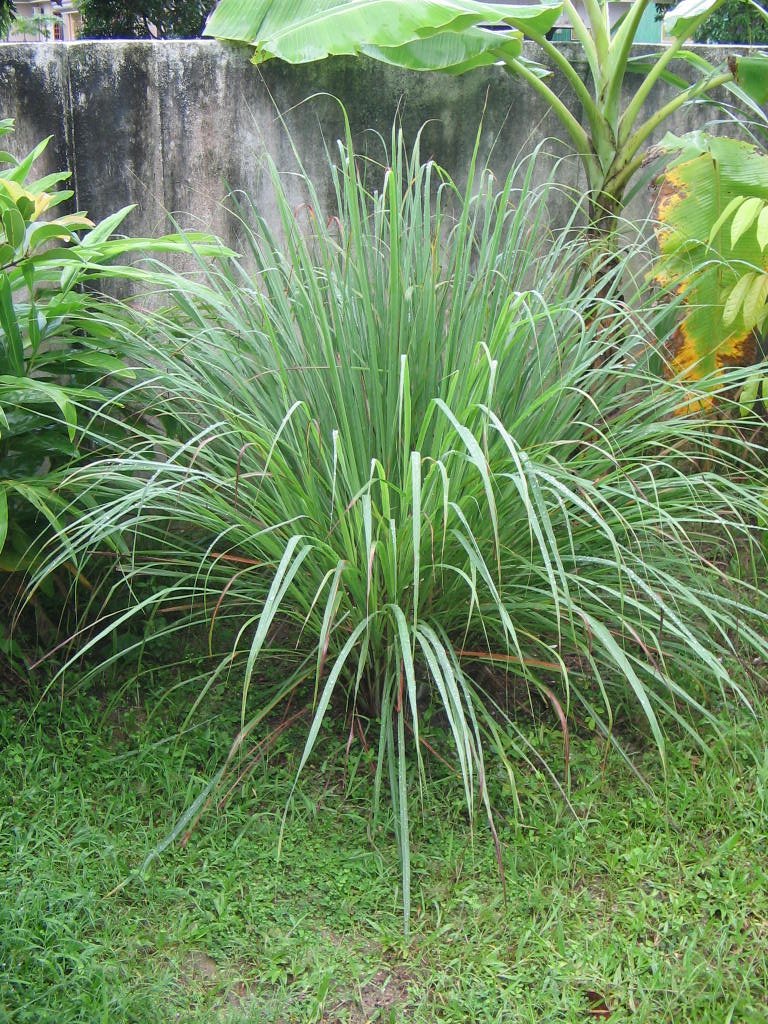 Cymbopogon atau Serai